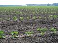 Leon Vissers Vissers aardbeiplanten BV America (13)
